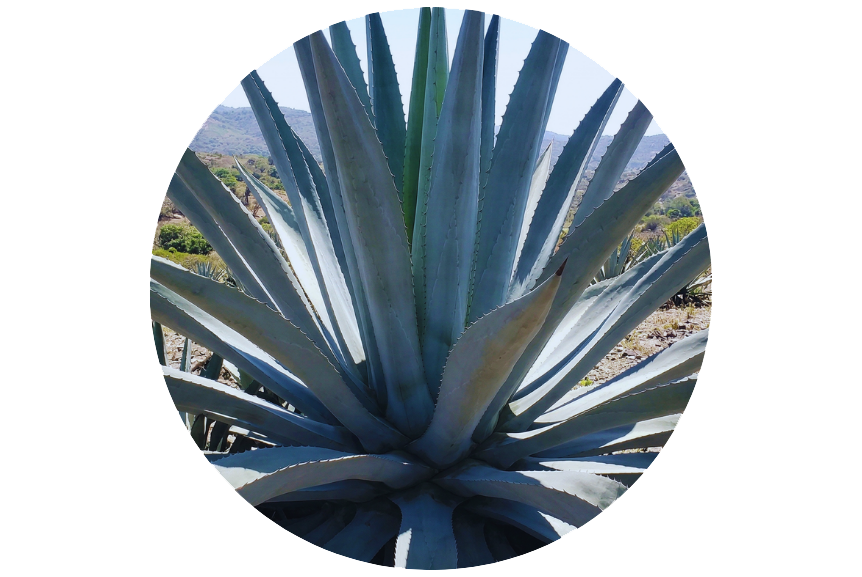 IMAGEN-PARA-CARRUSEL-SITIO-WEB.png
